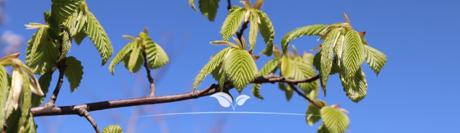 Säulenbäume kaufen | Säulen Hainbuche | Gardline